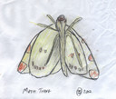 moth-thing