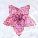 petals